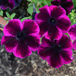 Petunia Crazytunia Cosmic Purple